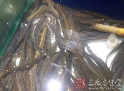 近一段時間鱔魚為滋補