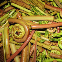 蕨菜的功效与作用 蕨菜有清肠排毒的功效