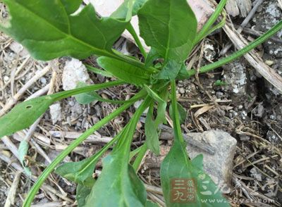 多吃蔬菜,但苋菜、竹笋、菠菜要适量 多吃蔬菜,但苋菜、竹笋、菠菜要适量