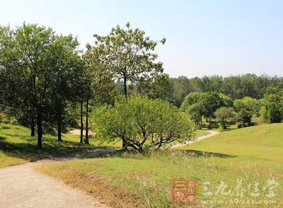 满眼的绿树浓阴 满眼的绿树浓阴