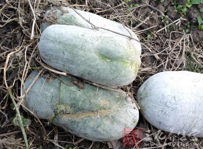 因为冬瓜和玉米有去脂肪、去水肿作用 因为冬瓜和玉米有去脂肪、去水肿作用