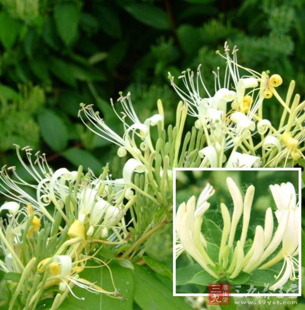 预防中暑：金银花、杭菊各5克，薄荷、甘草各3克，麦冬10克，泡水代茶饮。