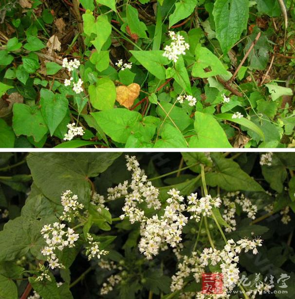 金荞麦对金黄色葡萄球菌、肺炎链球菌、大肠杆菌、绿脓杆菌均有抑制作用，醉剂作用大于水剂。