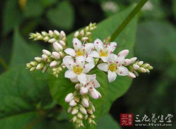 金荞麦为蓼科植物，别名苦荞麦、野桥荞麦、天荞麦。其性凉，味辛、苦，有清热解毒、活血化瘀、健脾利湿的作用。