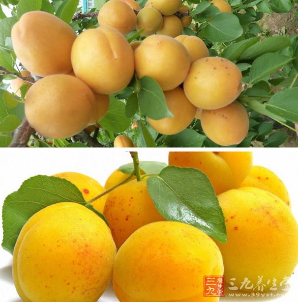 杏含有适量的维生素C及丰富的维生素A原,还含糖、蛋白质、脂肪、无机盐、维生素B1维生素B2等,是一种营养价值较高的水果 杏含有适量的维生素C及丰富的维生素A原,还含糖、蛋白质、脂肪、无机盐、维生素B1维生素B2等,是一种营养价值较高的水果