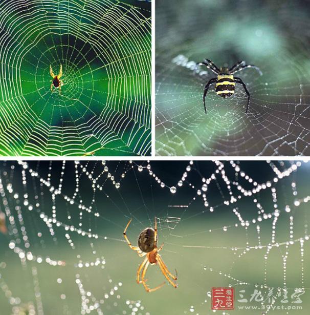 这种多功能纤维,由蜘蛛的丝腺里的一种复合蛋白质构成,通过丝腺上的喷