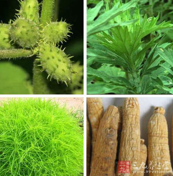露蜂房,土槿皮
