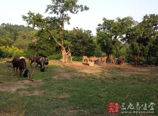 长隆旅游度假区是长隆集团一手开发的系列主题园区