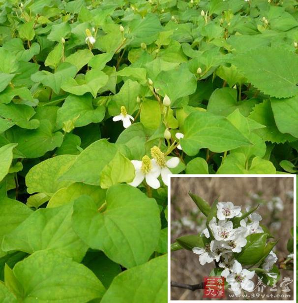 鱼腥草海蜇拌莴苣 经常食用鱼腥草可治宫颈炎