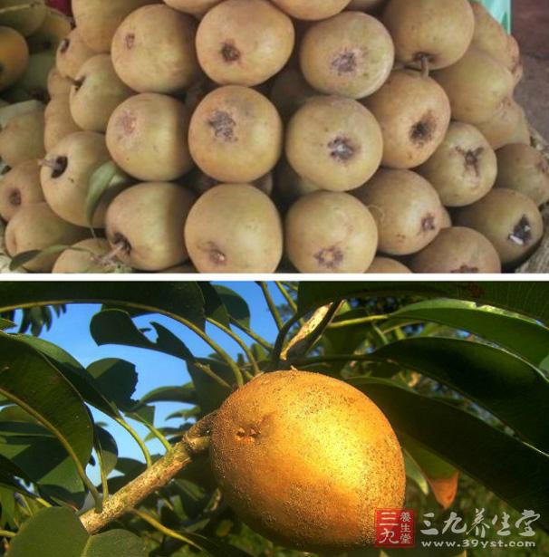 人心果中含有哪些营养元素 吃人心果能补钙吗.jpg