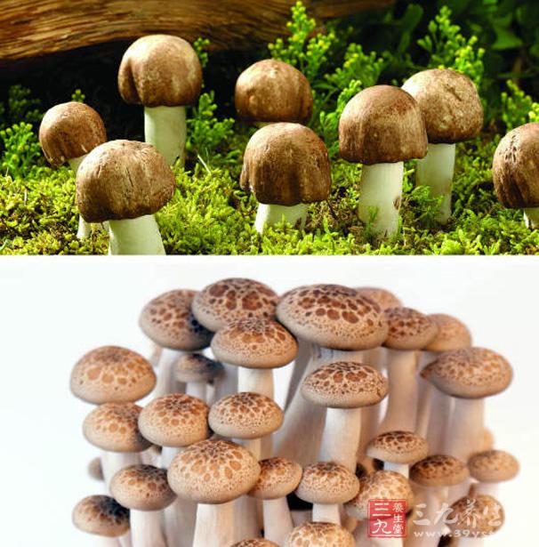 蘑菇提取液用动物实验,发现其有明显的镇咳,稀化痰液的作用;蘑菇中