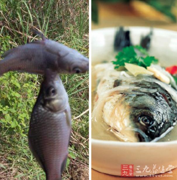 通草鯽魚湯