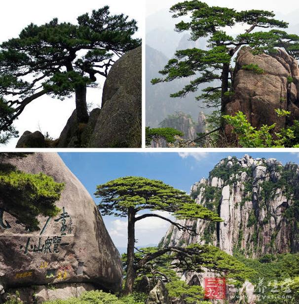 黄山雄踞风景秀丽的安徽南部,是我国最著名的山岳风景区之一.