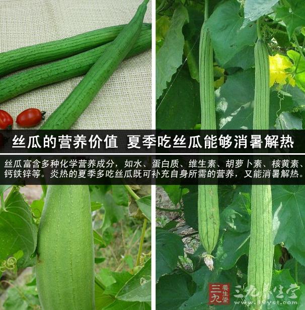 丝瓜子具有利尿通便的作用;丝瓜根具有活血化瘀的作用;丝瓜叶具有