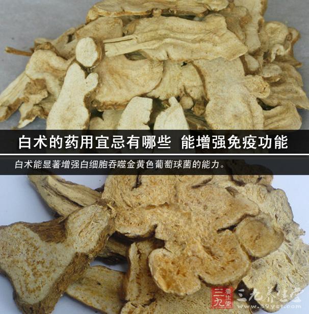 白术的药用宜忌有哪些 能增强免疫功能.jpg