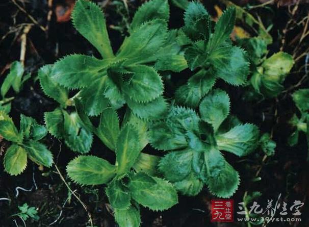 本品為雙子葉植物玄參科 Scrophulariaceae胡黃連Picrorhiza scrophulariiflora Pennell的干燥根莖。