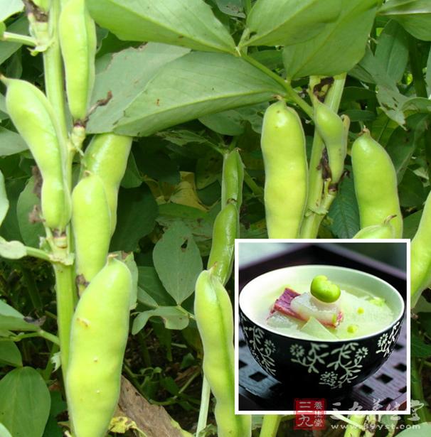 蠶豆酸菜面疙瘩湯