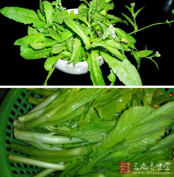 薺菜的營養(yǎng)價值 薺菜的功效有哪些.jpg