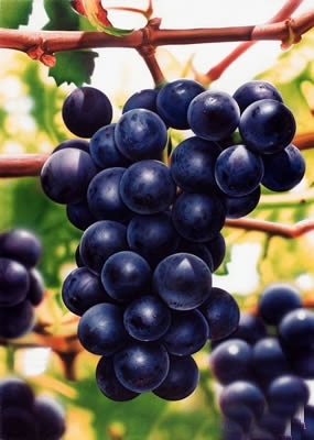 黑色水果掀起抗衰老先锋