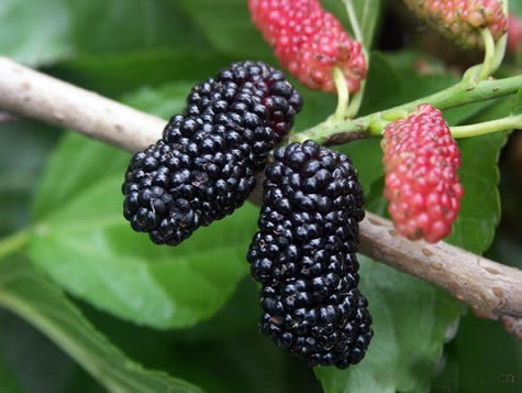 黑色水果掀起抗衰老先锋