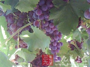 中医养生保健知识：初秋饮食宜多吃葡萄(2)