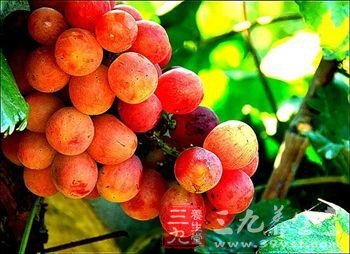 中医养生保健知识：初秋饮食宜多吃葡萄