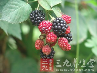 树莓的营养价值 吃树莓有利于防肝癌