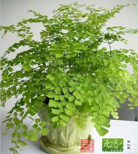 室内吸收毒素绿色植物大集合