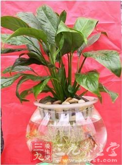 室内吸收毒素绿色植物大集合