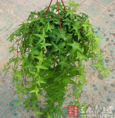 室内吸收毒素绿色植物大集合