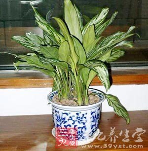 室内吸收毒素绿色植物大集合