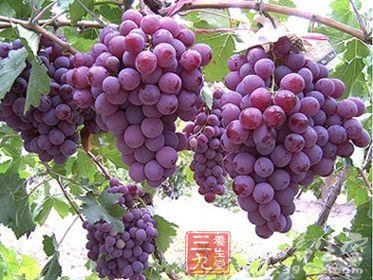 梦到葡萄，寓意丰收与甜蜜的梦境解析