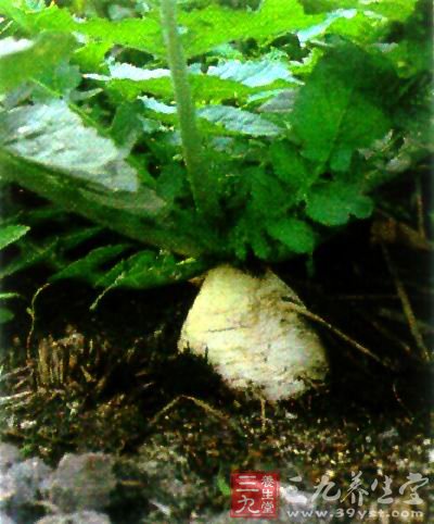 排毒功能好的20种食物(17)