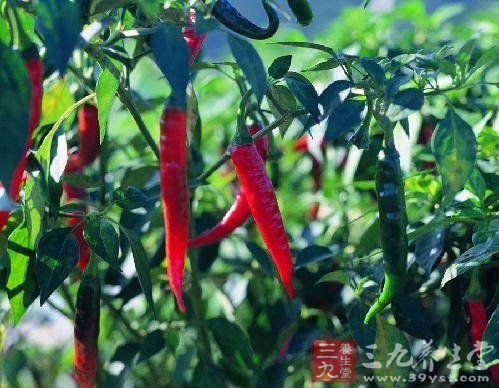 吃辣椒对人们身体的保健作用