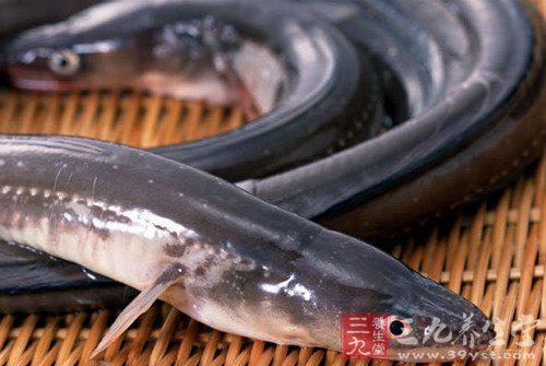 鳗鱼适合用眼过多的人吃