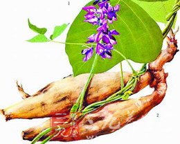 葛根的药用价值和食用方法