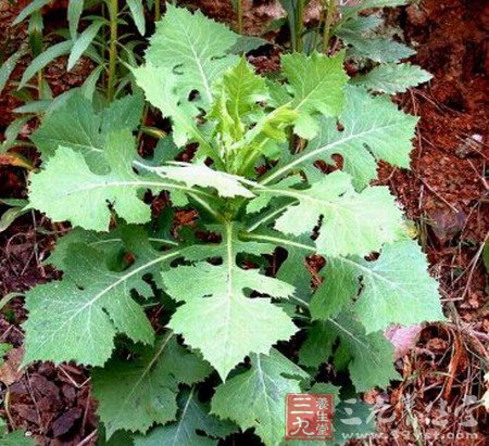 十种营养值很高的野菜