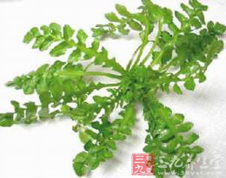 十种营养值很高的野菜