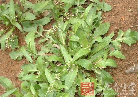 野菜的价值 荠菜和马齿苋的营养药物作用