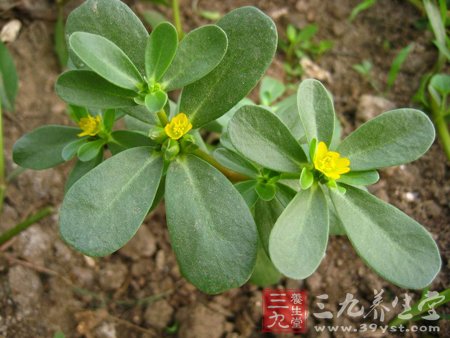 野菜的价值 荠菜和马齿苋的营养药物作用