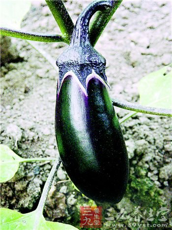 秋天养生美味食物