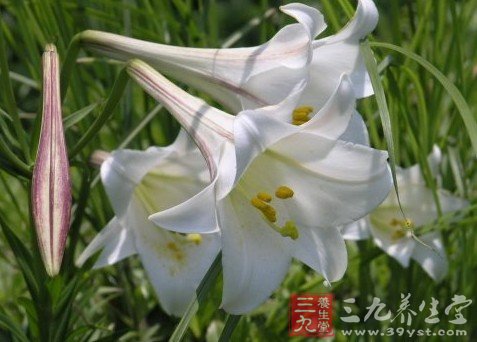 常喝百合花茶可改善肤色暗沉