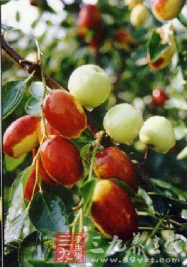 秋季养生最适合吃的六大类水果