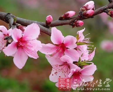 中医流行&ldquo;鲜花美容&rdquo;
