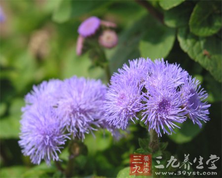 排毒 中医让美丽由内而外