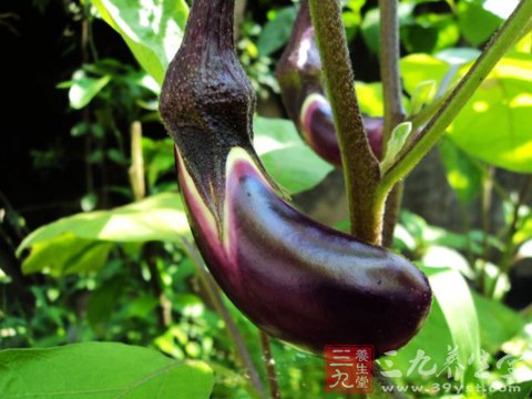 怎样吃茄子有营养科学