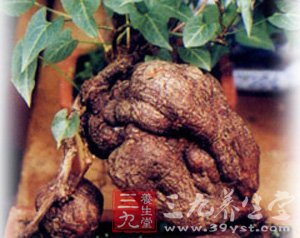 抗老不花大钱 便宜有效药材
