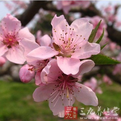 8款鲜为人知的中医养颜秘方