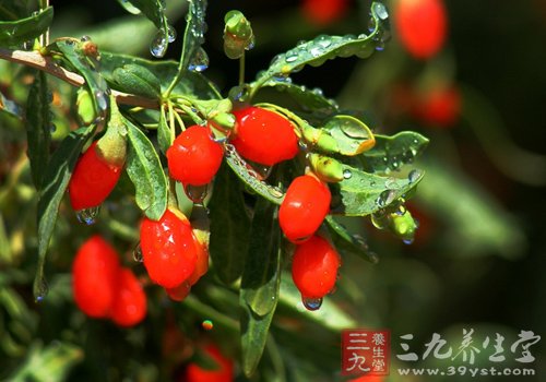干燥季节中医养眼有食疗妙方！