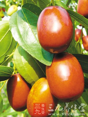 鲜枣水分少纤维多多吃会伤胃